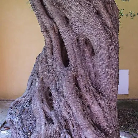 Country house Borgo Degli Ulivi